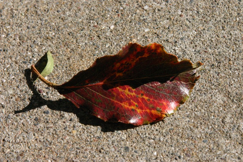 This image has been resized